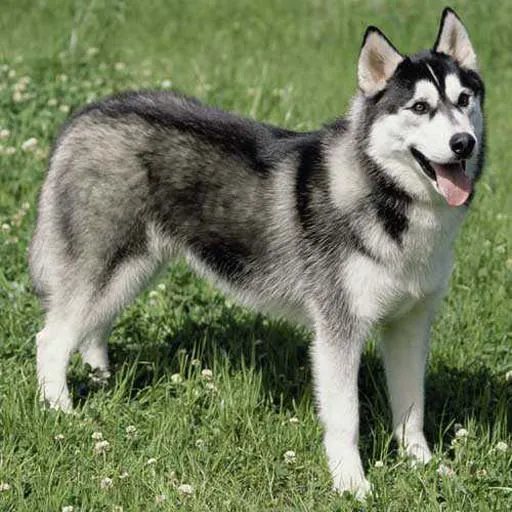 Cachorro-Husky-Siberiano-1