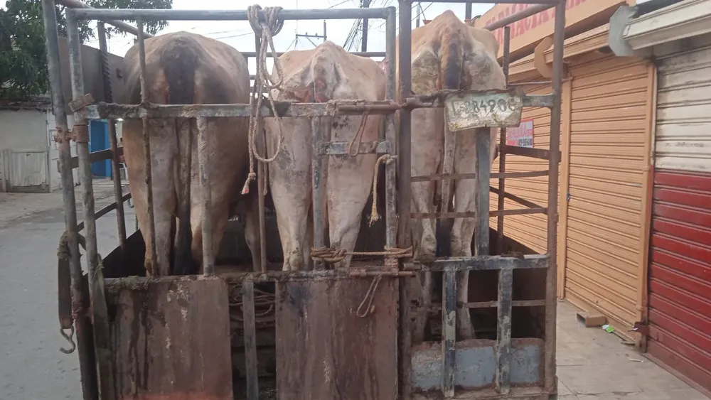 VACAS RECUPERADAS 1